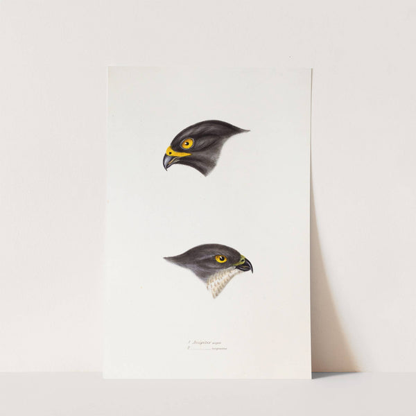 A synopsis of the birds of Australia, and the adjacent Islands Pl.45 by Elizabeth Gould