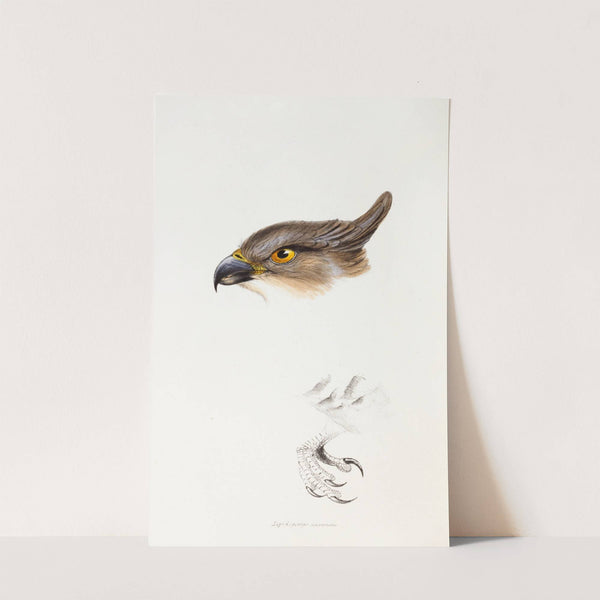 A synopsis of the birds of Australia, and the adjacent Islands Pl.46 by Elizabeth Gould