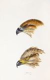 A synopsis of the birds of Australia, and the adjacent Islands Pl.47