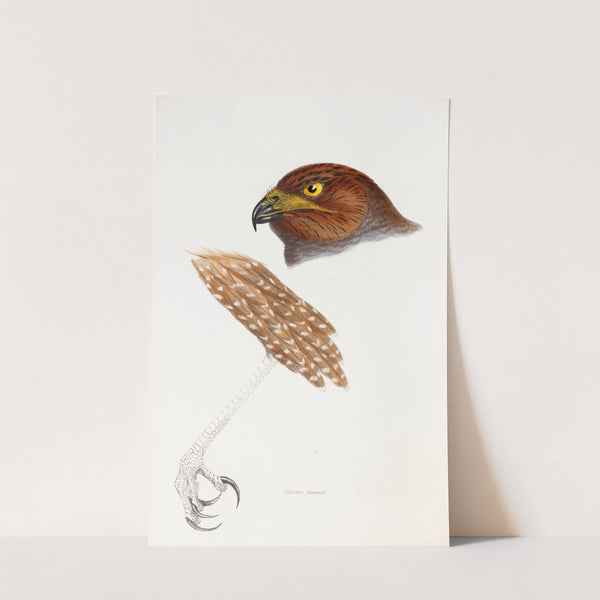 A synopsis of the birds of Australia, and the adjacent Islands Pl.48 by Elizabeth Gould