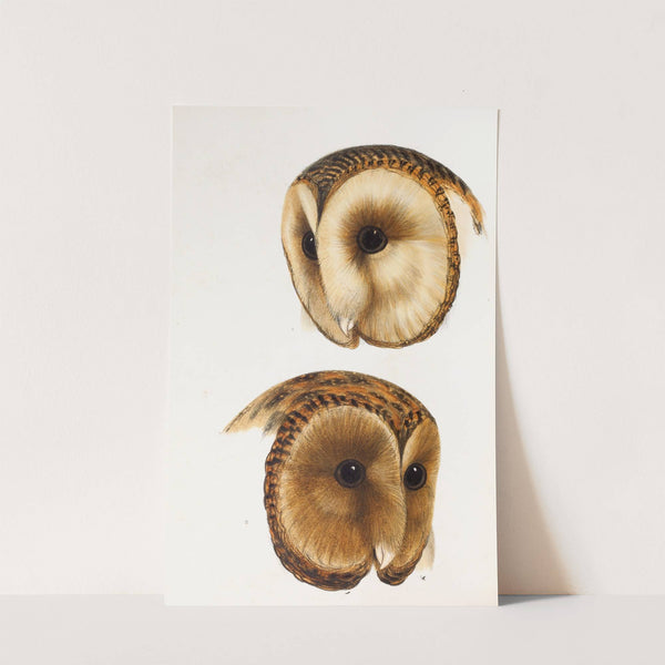 A synopsis of the birds of Australia, and the adjacent Islands Pl.51 by Elizabeth Gould