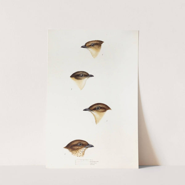 A synopsis of the birds of Australia, and the adjacent Islands Pl.55 by Elizabeth Gould