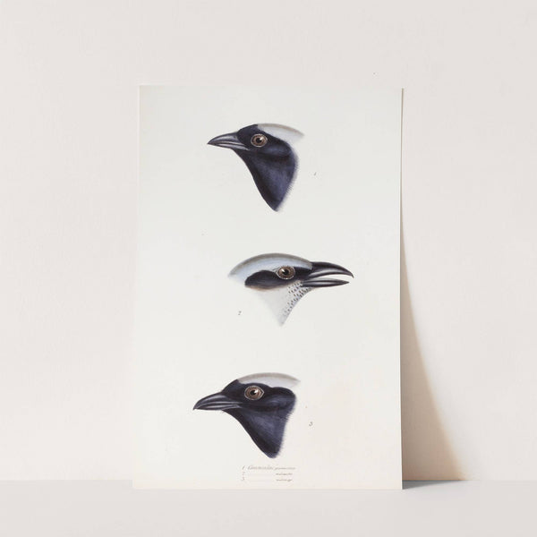 A synopsis of the birds of Australia, and the adjacent Islands Pl.56 by Elizabeth Gould