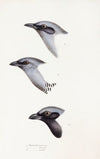 A synopsis of the birds of Australia, and the adjacent Islands Pl.57