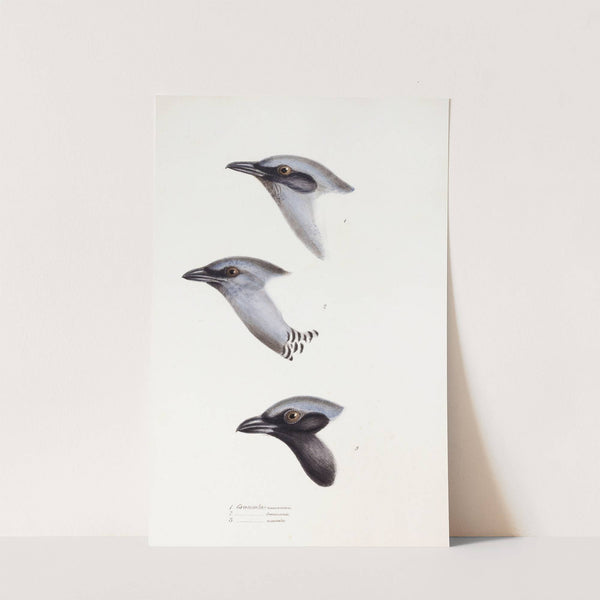 A synopsis of the birds of Australia, and the adjacent Islands Pl.57 by Elizabeth Gould