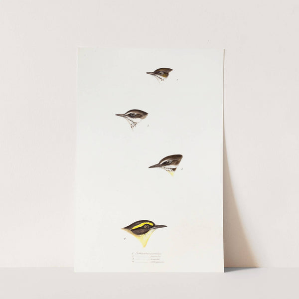 A synopsis of the birds of Australia, and the adjacent Islands Pl.58 by Elizabeth Gould