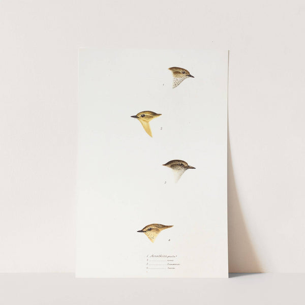 A synopsis of the birds of Australia, and the adjacent Islands Pl.59 by Elizabeth Gould