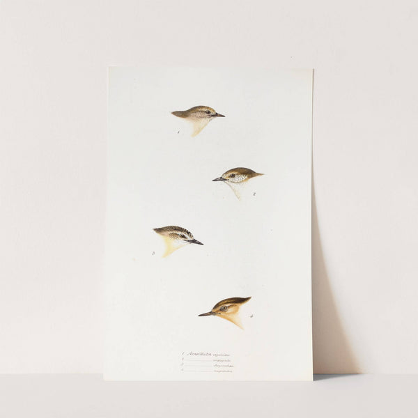 A synopsis of the birds of Australia, and the adjacent Islands Pl.60 by Elizabeth Gould