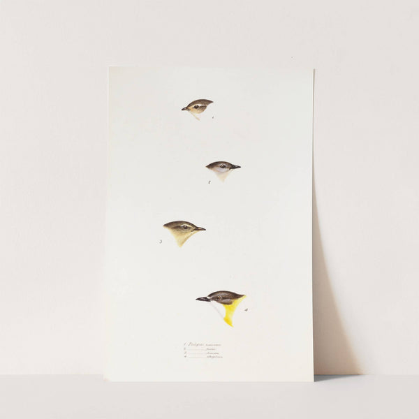 A synopsis of the birds of Australia, and the adjacent Islands Pl.61 by Elizabeth Gould