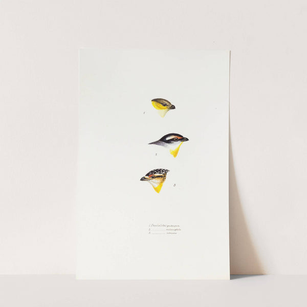 A synopsis of the birds of Australia, and the adjacent Islands Pl.62 (1837-1838) by Elizabeth Gould