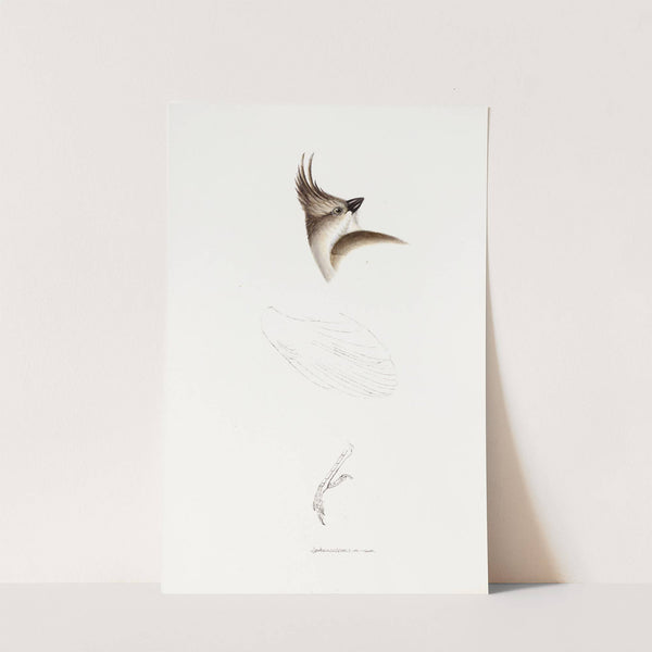 A synopsis of the birds of Australia, and the adjacent Islands Pl.63 by Elizabeth Gould