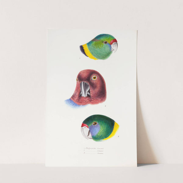 A synopsis of the birds of Australia, and the adjacent Islands Pl.66 by Elizabeth Gould