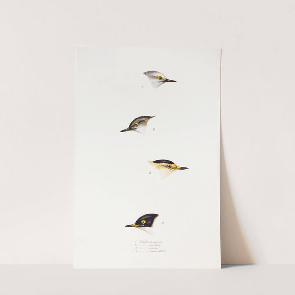 A synopsis of the birds of Australia, and the adjacent Islands Pl.68 by Elizabeth Gould