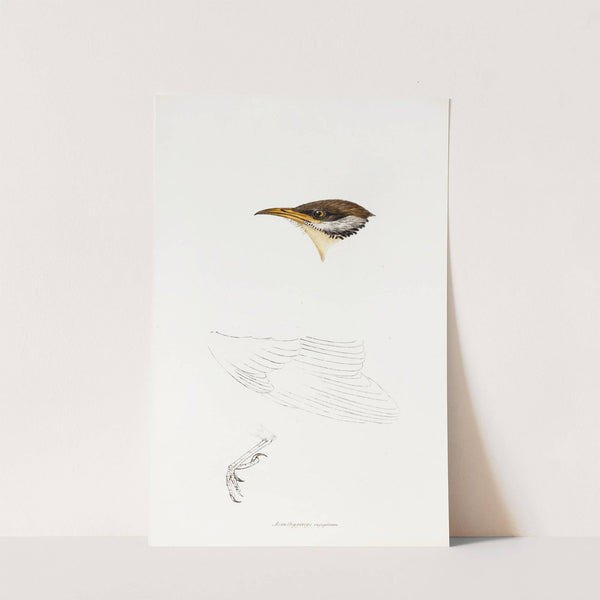 A synopsis of the birds of Australia, and the adjacent Islands Pl.69 by Elizabeth Gould