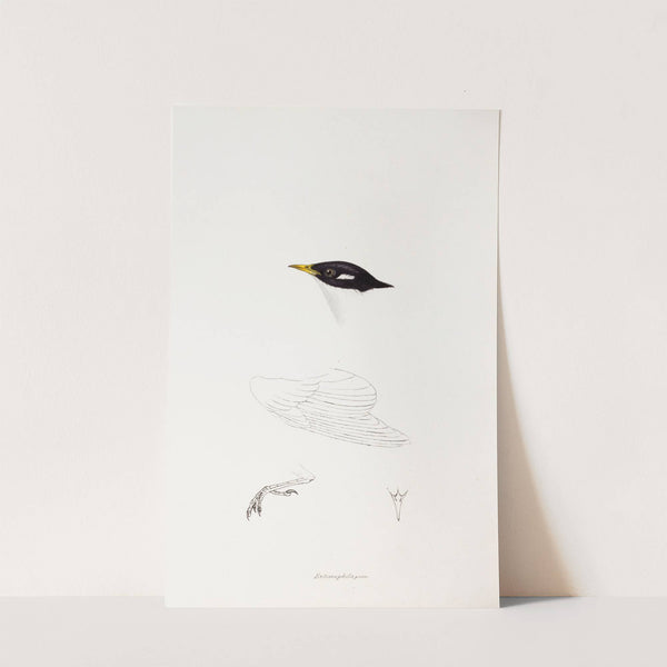 A synopsis of the birds of Australia, and the adjacent Islands Pl.71 by Elizabeth Gould