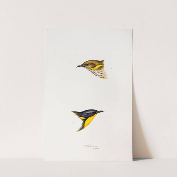 A synopsis of the birds of Australia, and the adjacent Islands Pl.72 by Elizabeth Gould