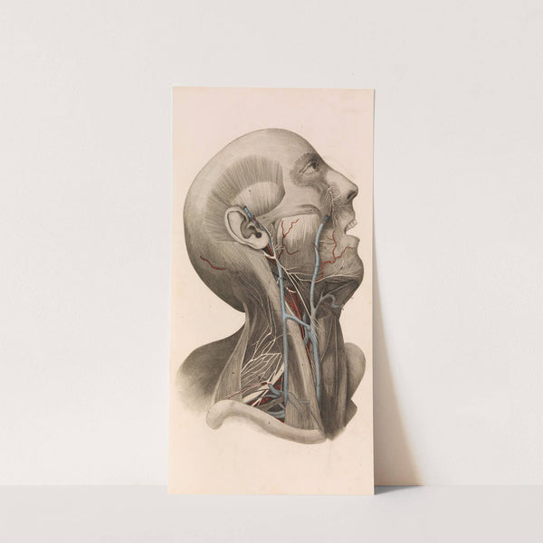 A System of Anatomical Plates of the Human Body, vol. 2 (1822–26) by John Lizars