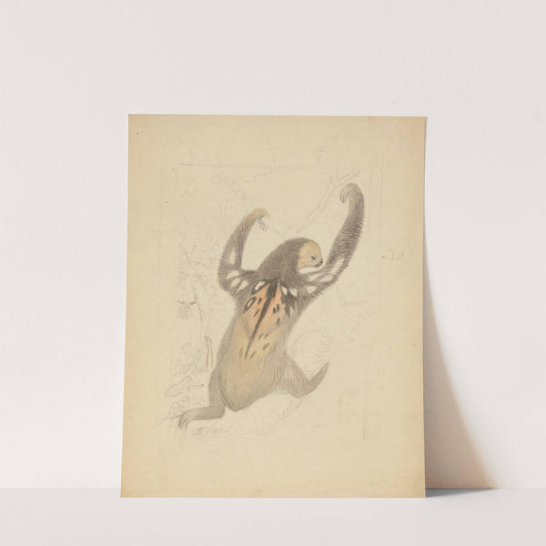 A Three-fingered Sloth by James Sowerby