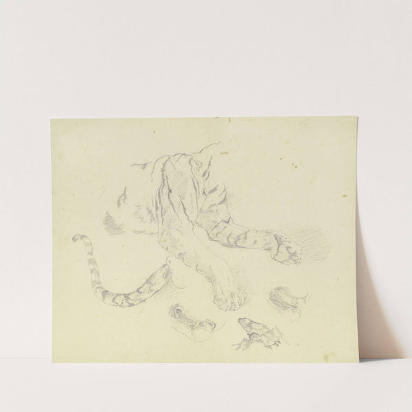 A tiger by Johann Nepomuk Rauch