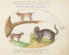 A Tiger, a Lynx, and a Jaguar (1575-1590)
