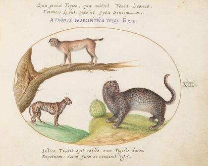 A Tiger, a Lynx, and a Jaguar (1575-1590)