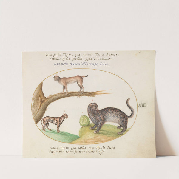 A Tiger, a Lynx, and a Jaguar (1575-1590) by Joris Hoefnagel