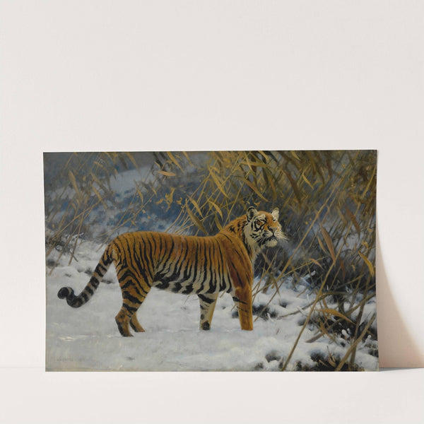 A Tiger Prowling In The Snow by Hugo Ungewitter