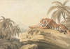 A Tiger Resting