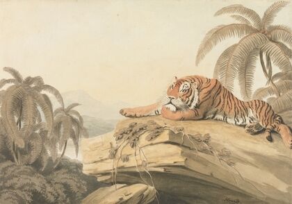A Tiger Resting
