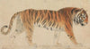 A Tiger