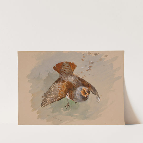 A Top Shot by Archibald Thorburn