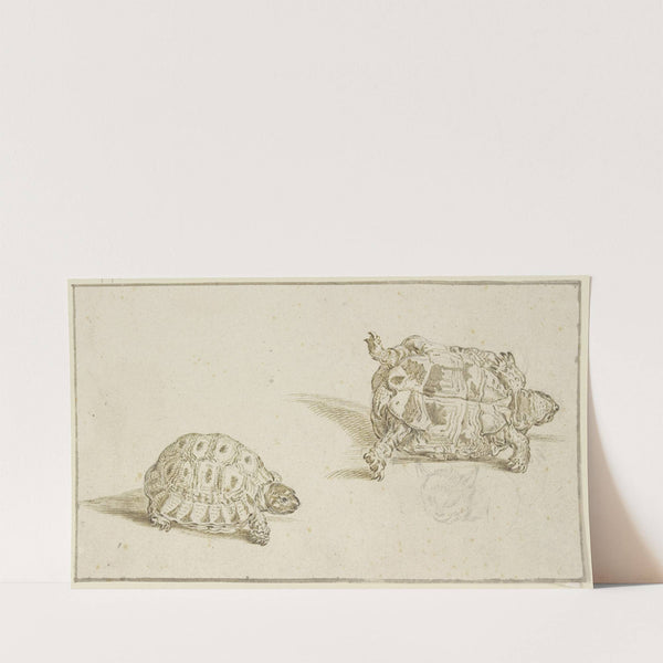A tortoise seen from above and from below, and the head of a cat by Jacob de Gheyn II