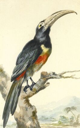 A Toucan (Pteroglossus Aracari) On A Branch