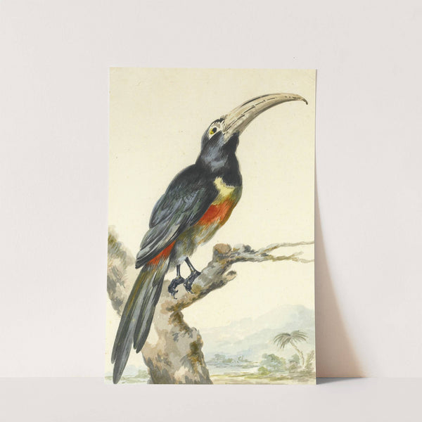 A Toucan (Pteroglossus Aracari) On A Branch by Aert Schouman