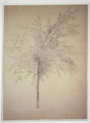 A tree