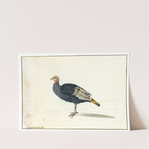 A Turkey Hen by Gerardus van Veen