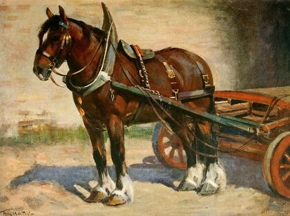 A Typical Clydesdale