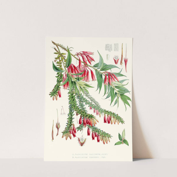 A. Vaccinium Salignum, H.f. et T. ; B. Vaccinium Serpens, H.f. et T. (1855) by Walter Hood Fitch