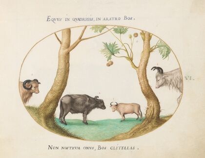A Variety of Oxen with a Ram and a Water Buffalo by a Plane Tree (1575-1590)