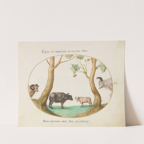 A Variety of Oxen with a Ram and a Water Buffalo by a Plane Tree (1575-1590) by Joris Hoefnagel