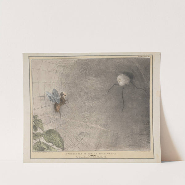 A Venerable Spider and A Buzzing Fly by John Doyle