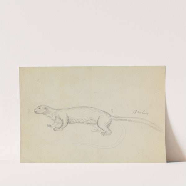 A Weasel. by James Sowerby