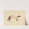 A Weasel by James Sowerby