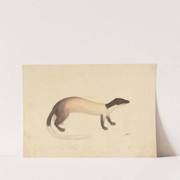 A Weasel by James Sowerby