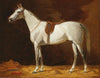 A White Horse (1902)