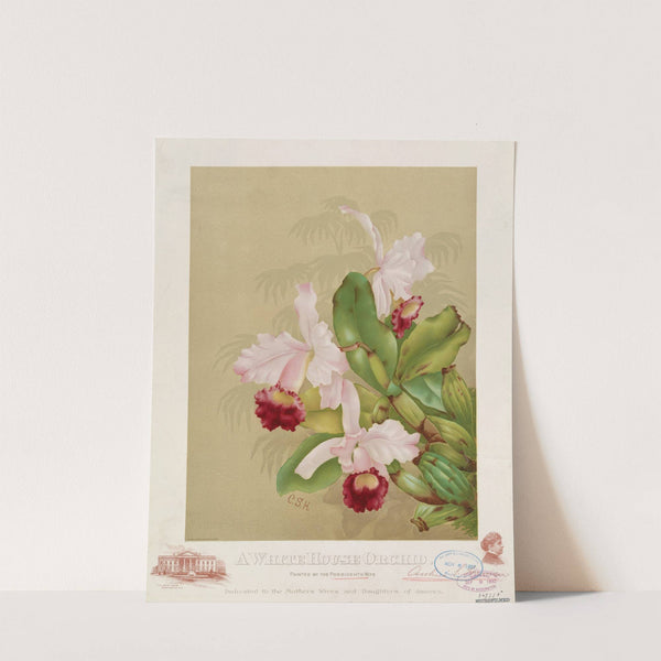 A whitehouse orchid (1892) by G.H. Buek & Co.