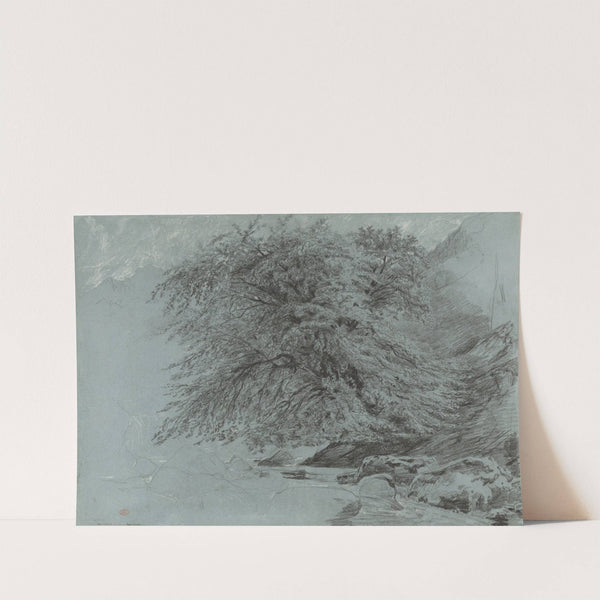 A Wild Beech in Full Leaf by Paul Huet