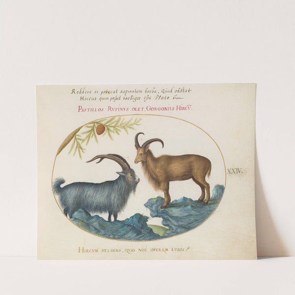 A Wild Goat and a Barbary Sheep (1575-1590) by Joris Hoefnagel