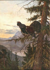 A Wood Grouse Displaying at Sunset (1920)