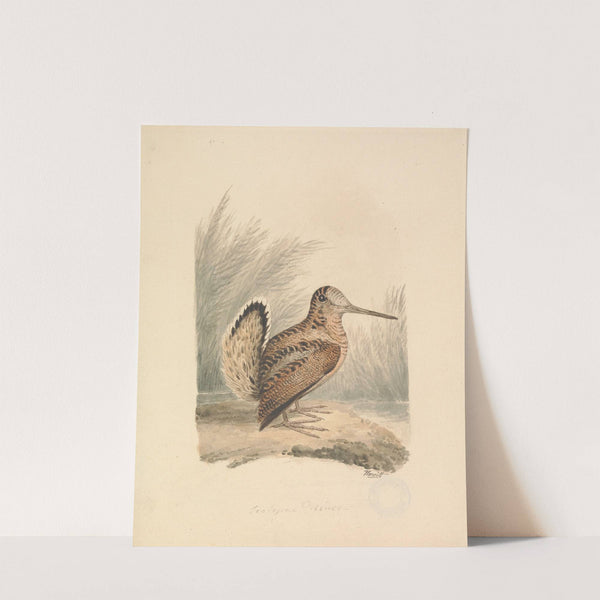 A Woodcock by Samuel Howitt